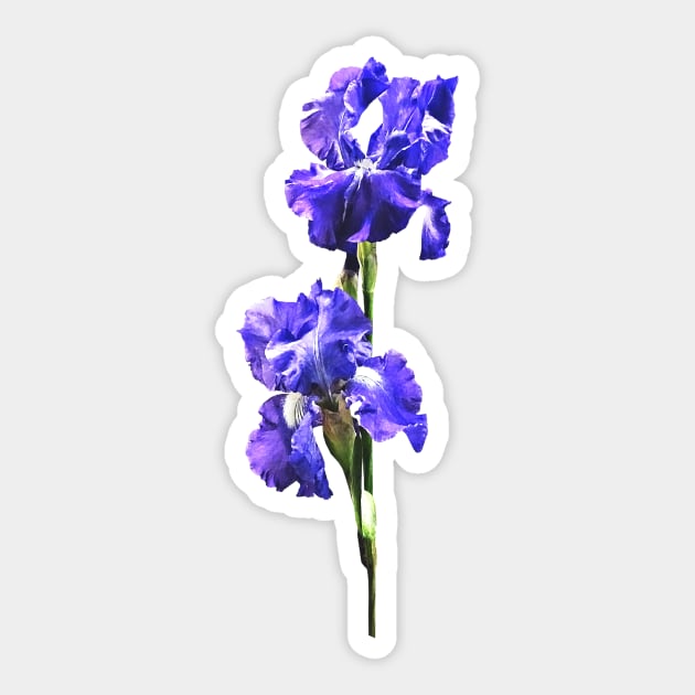 Iris - Purple Iris Pair Sticker by SusanSavad